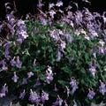 cape primrose
